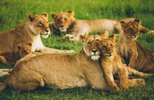Half Day Nairobi National park