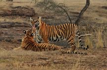 Ranthambore Safari Booking