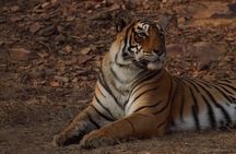 Ranthambore Safari Booking