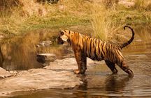 Ranthambore Safari Booking