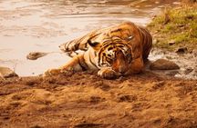 Ranthambore Safari Booking
