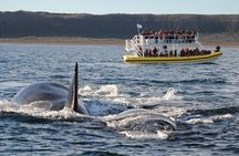 Peninsula Valdés Excursion with Whale Watching Included