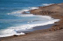Peninsula Valdés Excursion with Whale Watching Included