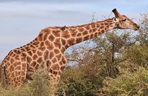 2 Nights & 3 Day Kruger National Park Safari & Panorama Route 
