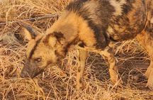 2 Nights & 3 Day Kruger National Park Safari & Panorama Route 