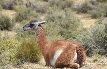 Cruise excursion to Punta Tombo from Puerto Madryn