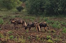 2 Nights & 3 Day Kruger National Park Safari & Panorama Route