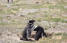 Cruise excursion to Punta Tombo from Puerto Madryn