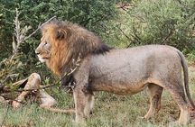 2 Nights & 3 Day Kruger National Park Safari & Panorama Route