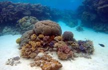 Certified and Beginner Scuba Diving from Pattaya