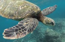 Certified and Beginner Scuba Diving from Pattaya