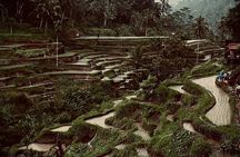 Ubud Top Tours to Discover Bali’s Cultural and Natural Wonders