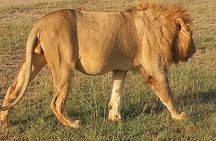 Experience the Masai Mara and the Dancing Masai in 4 days