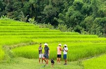 Full-Day Doi Inthanon National Park Tour with Trek and Pagodas