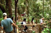 Full-Day Doi Inthanon National Park Tour with Trek and Pagodas