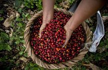 Guatape tour + Boat Ride + coffee tour “BEST EXPERIENCE”