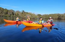 Daytime Kayak Eco Tour of New South Wales