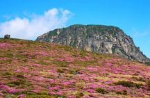 Jeju island Southern UNESCO Day Tour With Hallasan MT