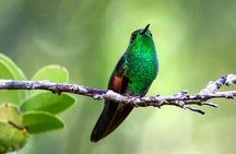 Monteverde Cloud Forest Tour