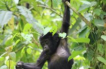 3 Days Uganda Gorilla trek Safari Tour 