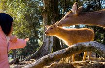 Osaka & Nara in 1-Day by Private Van with Local Japanese Guide