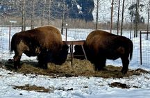 Wildlife Conservation Center & Portage Valley Glaciers