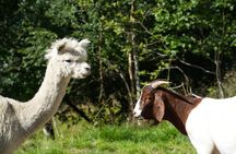 Steim Farm Experience in Vik, Norway