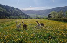 Steim Farm Experience in Vik, Norway