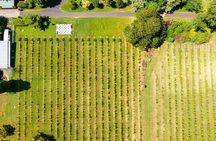 Mount Tamborine Winery Tour with Lunch from Brisbane