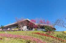 Pinglin Tea Culture & Maokong Day Tour from Taipei
