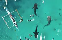 Cebu: Oslob Whale Shark Swimming & Kawasan Falls Canyoneering