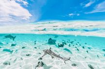 Moorea: Private 4-Hour High-End Boat Excursion
