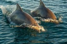 Private Sunset Sail in Key West Florida
