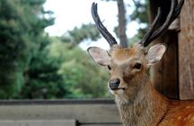 Nara Highlight Private Walking Tour with Licensed Guide