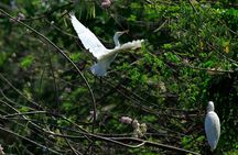 Kumarakom Explore Backwaters & Birds at Coconut Lagoon Pick&Drop
