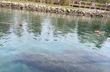 3 Hour Guided Single Kayak Adventure