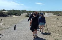 Full-day excursion to Punta Tombo Natural Penguin Park