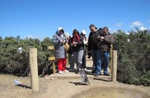 Full-day excursion to Punta Tombo Natural Penguin Park