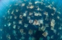 Ocean Safari in San Jose del Cabo