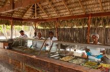 Saona full day with Food and drinks