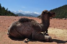 2 Days Tour to Fint Oasis and Route Of 1000 Kasbahs In Ouarzazate