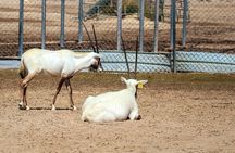 Dukhan and Zekreet Tour