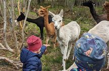 Guided Hiking tour on the Lands of Steim Farm in Vik, Norway