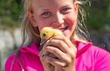 Steim Farm Experience in Vik, Norway