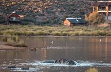 Cape Town Aquila Afternoon Safari with transport and lunch