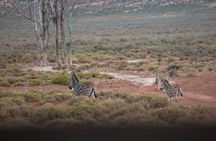 Cape Town Aquila Afternoon Safari with transport and lunch