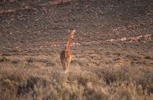 Cape Town Aquila Afternoon Safari with transport and lunch