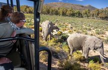 Cape Town Aquila Afternoon Safari with transport and lunch