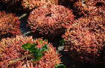 Marine life & flavors of the Pacific Full Day Private Tour