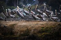 Marine life & flavors of the Pacific Full Day Private Tour